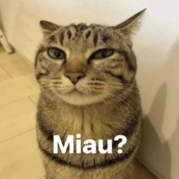 This Instagram Page Shares Cats With Serious Swag, And Here Are 65 Of The Best Pics