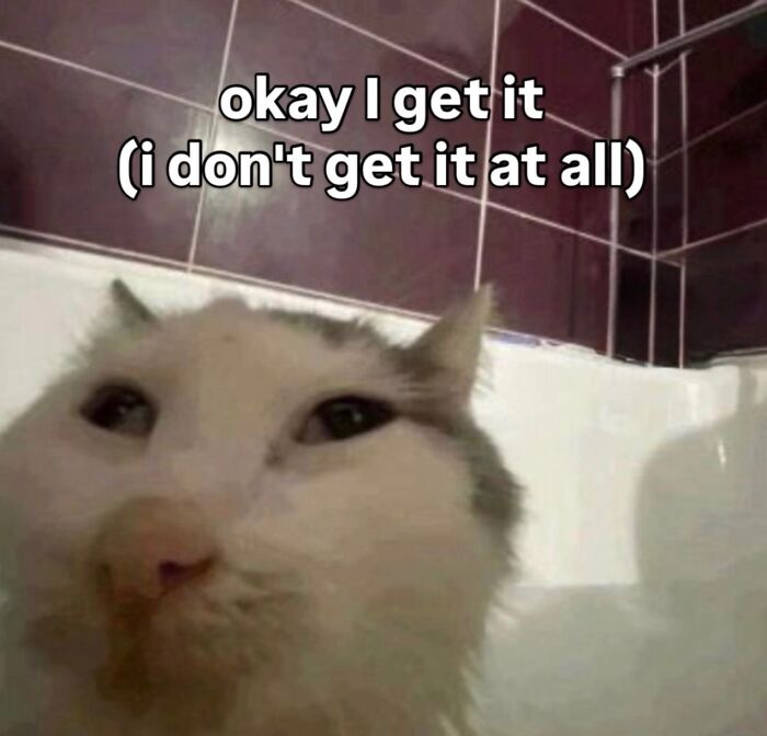 This Instagram Page Shares Cats With Serious Swag, And Here Are 65 Of The Best Pics