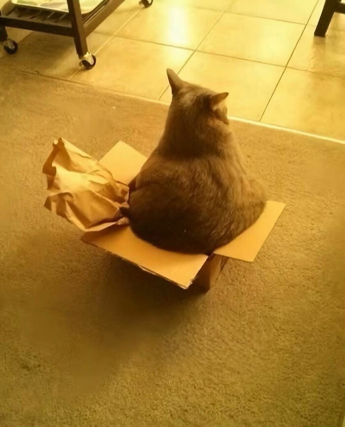 This Instagram Page Shares Cats With Serious Swag, And Here Are 65 Of The Best Pics