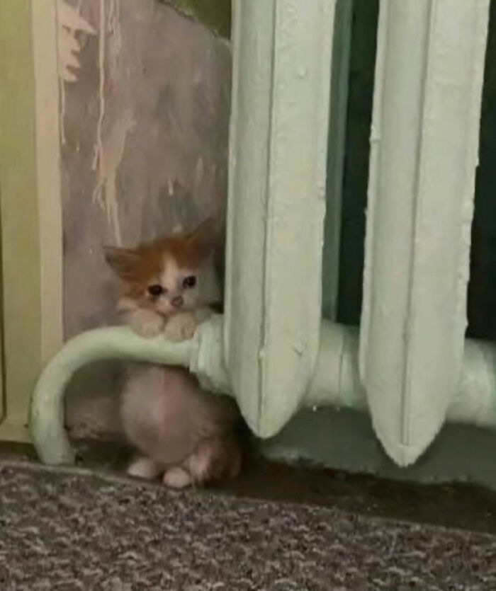 This Instagram Page Shares Cats With Serious Swag, And Here Are 65 Of The Best Pics