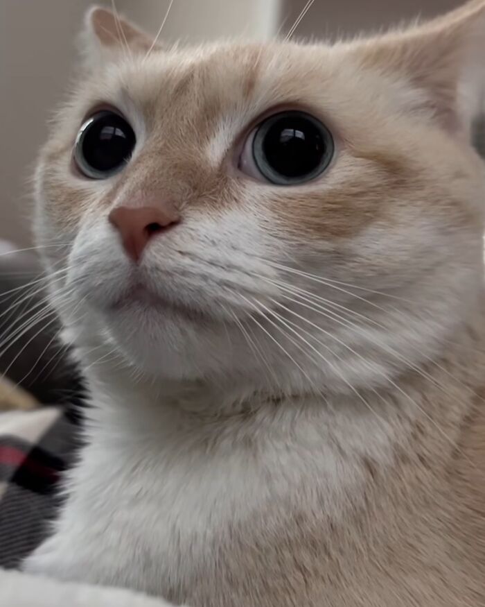 This Instagram Page Shares Cats With Serious Swag, And Here Are 65 Of The Best Pics