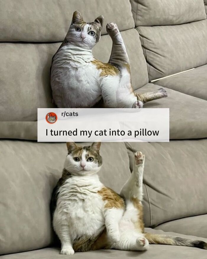 This Instagram Page Shares Cats With Serious Swag, And Here Are 65 Of The Best Pics