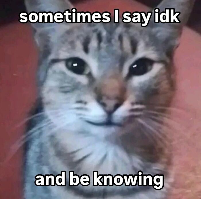 This Instagram Page Shares Cats With Serious Swag, And Here Are 65 Of The Best Pics