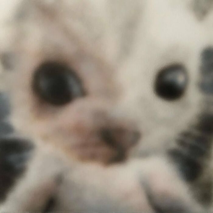 This Instagram Page Shares Cats With Serious Swag, And Here Are 65 Of The Best Pics