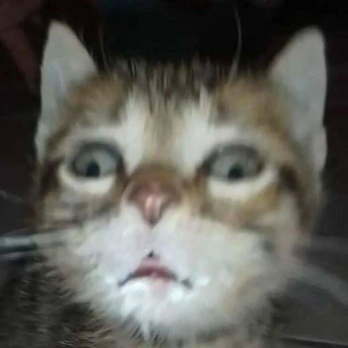 This Instagram Page Shares Cats With Serious Swag, And Here Are 65 Of The Best Pics