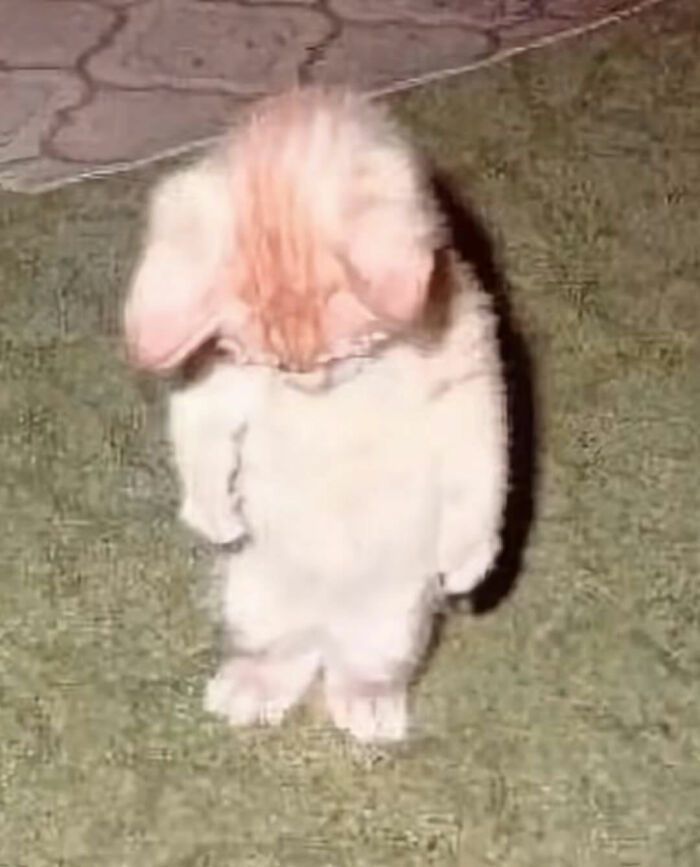 This Instagram Page Shares Cats With Serious Swag, And Here Are 65 Of The Best Pics