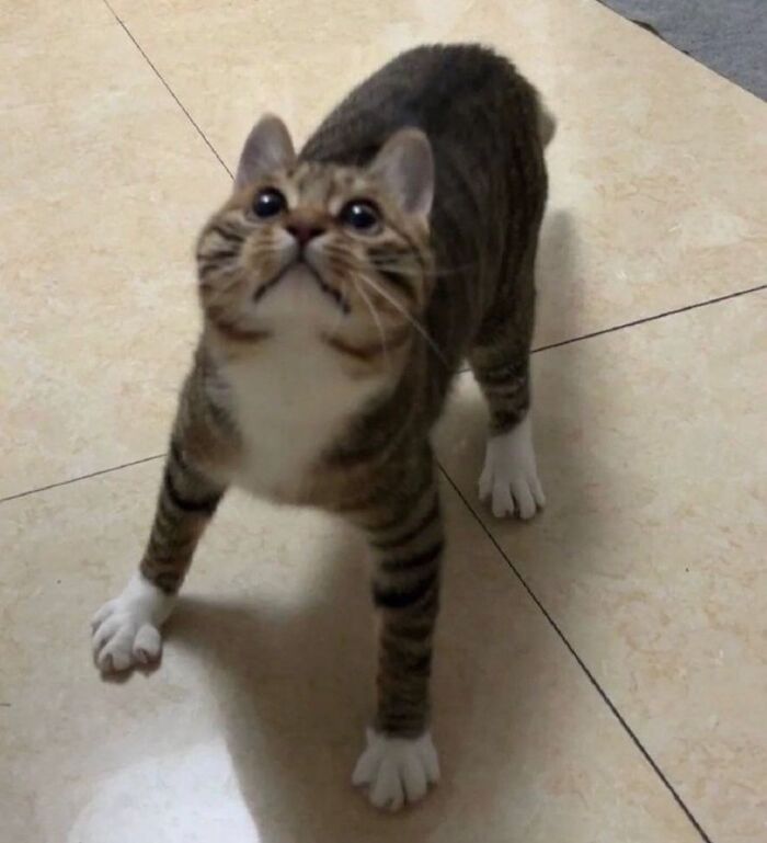 This Instagram Page Shares Cats With Serious Swag, And Here Are 65 Of The Best Pics