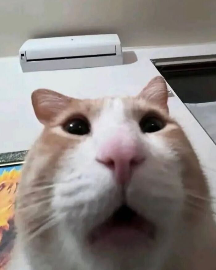 This Instagram Page Shares Cats With Serious Swag, And Here Are 65 Of The Best Pics