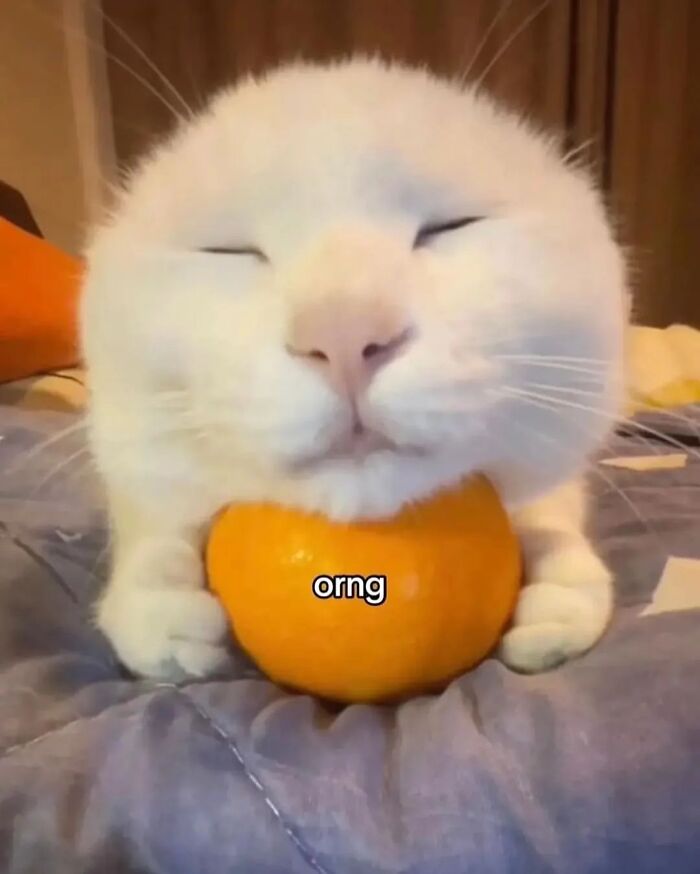 This Instagram Page Shares Cats With Serious Swag, And Here Are 65 Of The Best Pics