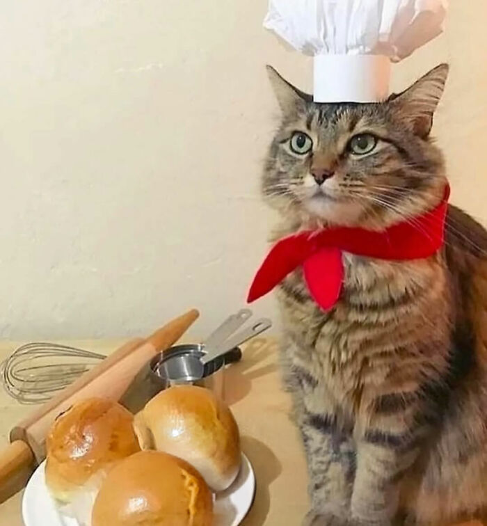 This Instagram Page Shares Cats With Serious Swag, And Here Are 65 Of The Best Pics