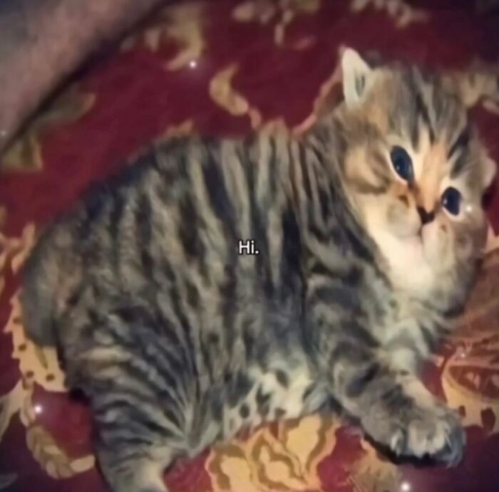 This Instagram Page Shares Cats With Serious Swag, And Here Are 65 Of The Best Pics