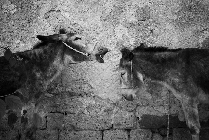 The 2025 International Photography Awards Shared The Best 60 Non-Professional Photos The 2025 International Photography Awards Shared The Best 60 Non-Professional Photos