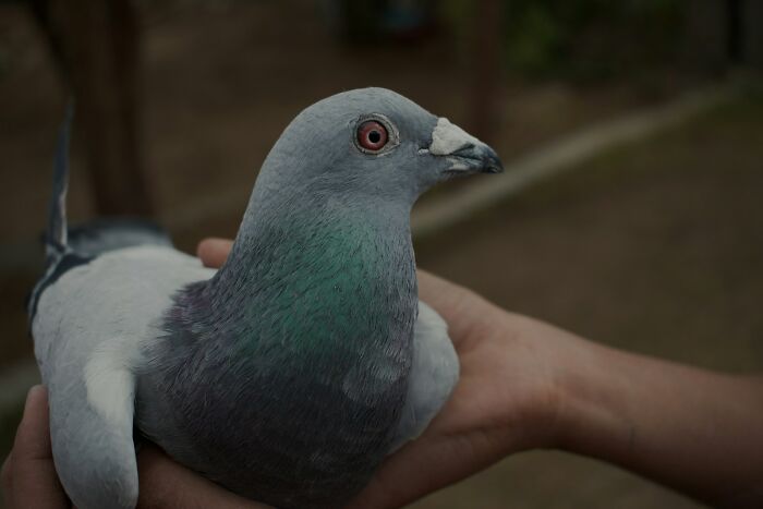 19 Olympic Sports That Go From Peaceful Summer Matches To Absolutely Unhinged Winter Madness 19 Olympic Sports That Go From Peaceful Summer Matches To Absolutely Unhinged Winter Madness