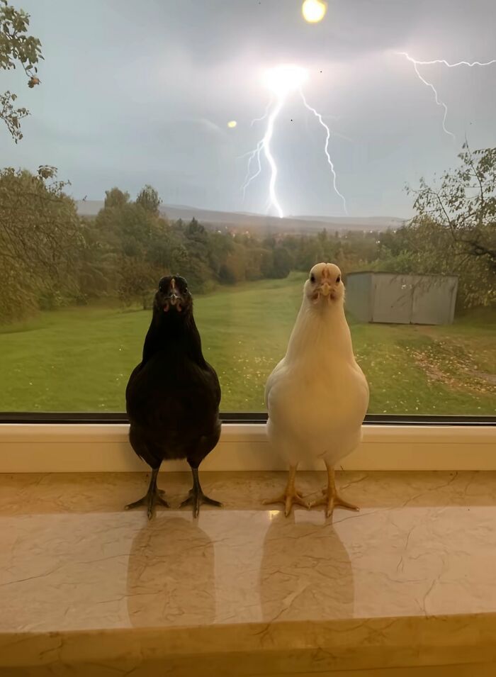 63 Funny Animals That Are The Main Characters (New Pics)