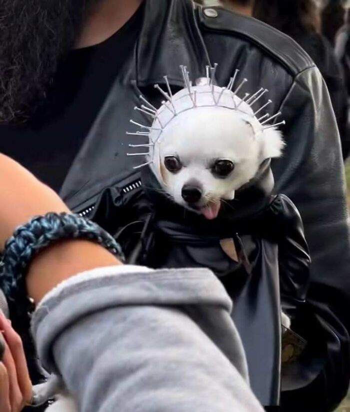 63 Funny Animals That Are The Main Characters (New Pics)