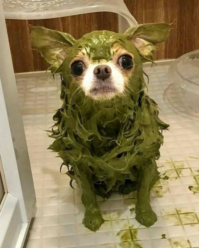 63 Funny Animals That Are The Main Characters (New Pics)