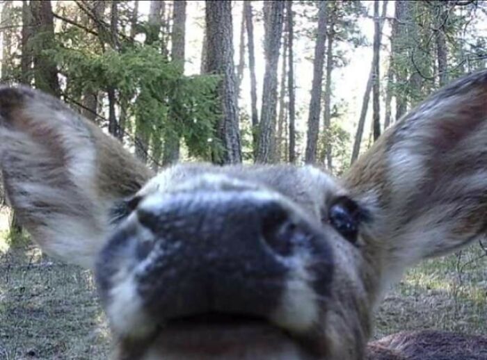 63 Funny Animals That Are The Main Characters (New Pics)