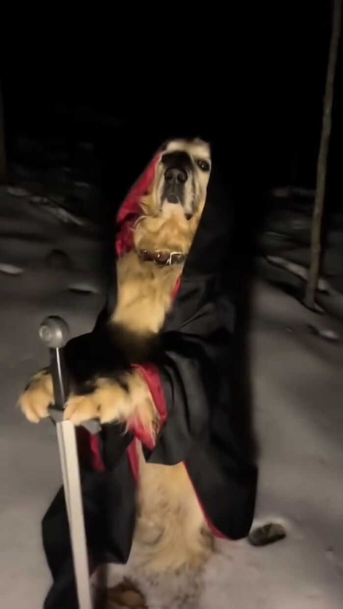 63 Funny Animals That Are The Main Characters (New Pics)