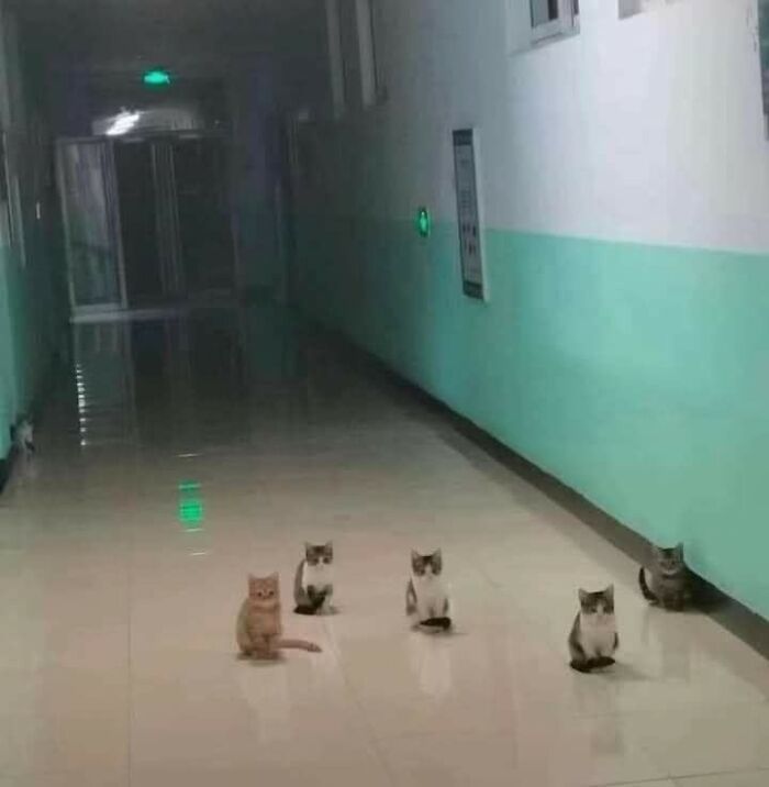 63 Funny Animals That Are The Main Characters (New Pics)