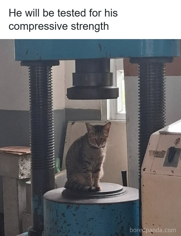 63 Funny Animals That Are The Main Characters (New Pics)