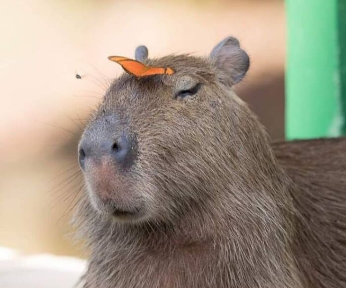 63 Funny Animals That Are The Main Characters (New Pics)