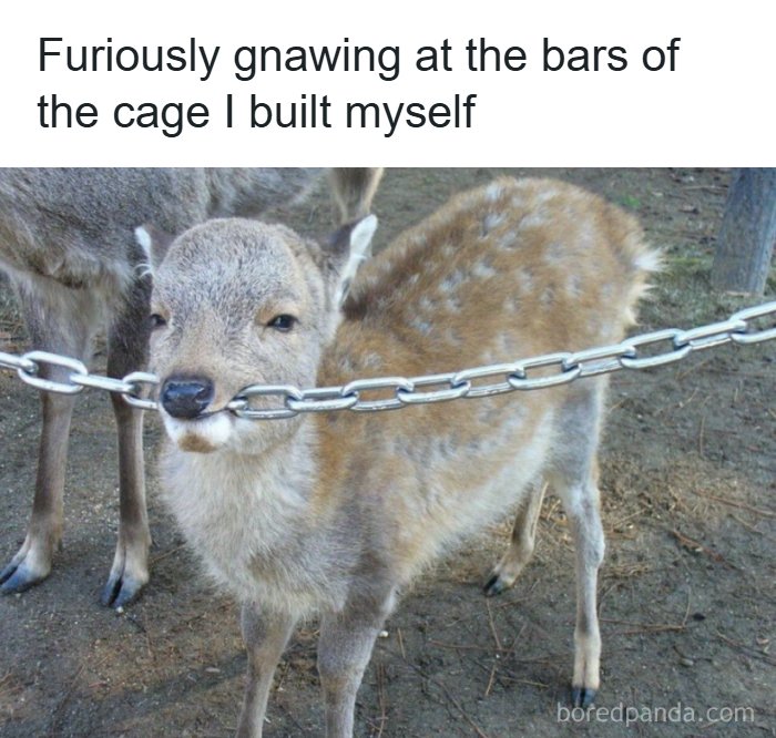 63 Funny Animals That Are The Main Characters (New Pics)