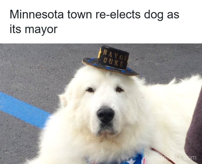 63 Funny Animals That Are The Main Characters (New Pics)