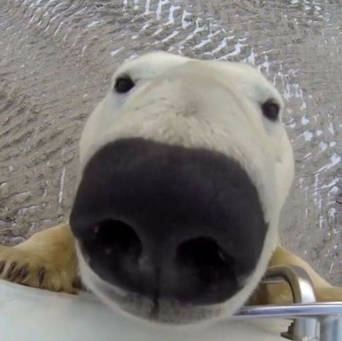 63 Funny Animals That Are The Main Characters (New Pics)