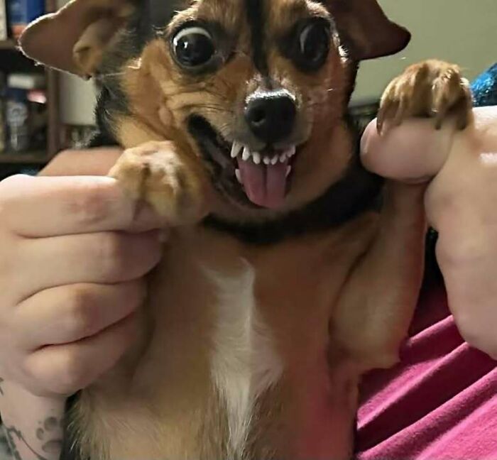 63 Funny Animals That Are The Main Characters (New Pics)