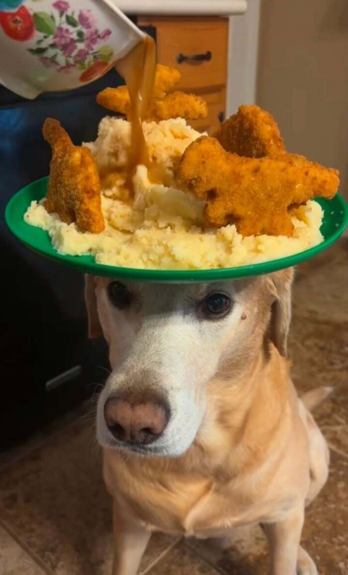 63 Funny Animals That Are The Main Characters (New Pics)