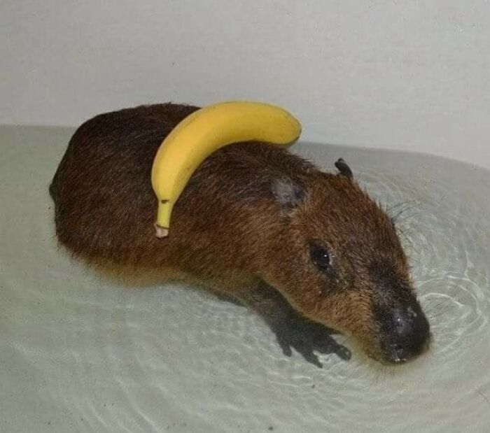 63 Funny Animals That Are The Main Characters (New Pics)