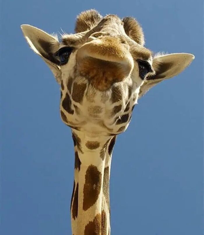 63 Funny Animals That Are The Main Characters (New Pics)