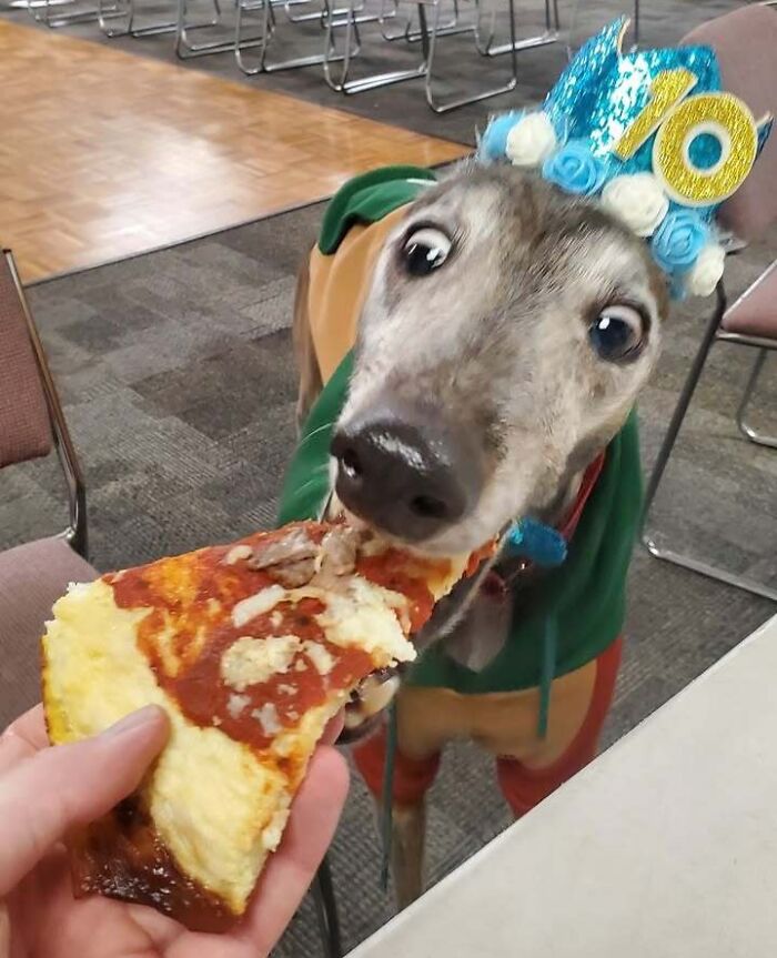 63 Funny Animals That Are The Main Characters (New Pics)