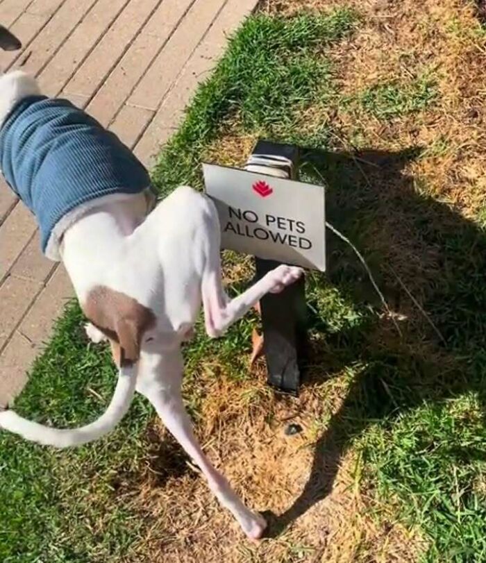 63 Funny Animals That Are The Main Characters (New Pics)