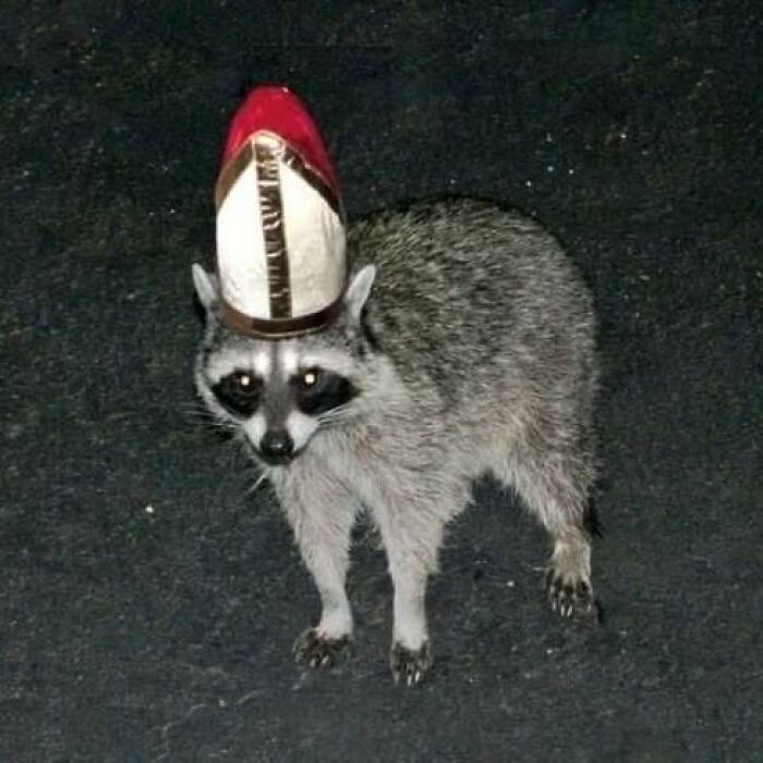 63 Funny Animals That Are The Main Characters (New Pics)