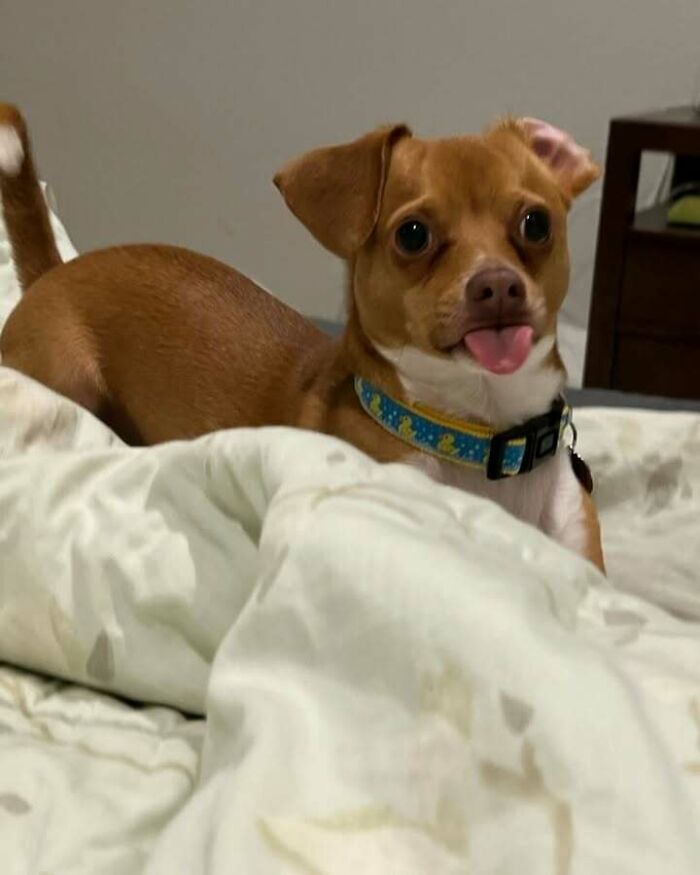 63 Funny Animals That Are The Main Characters (New Pics)