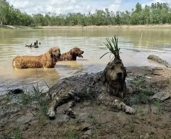 63 Funny Animals That Are The Main Characters (New Pics)