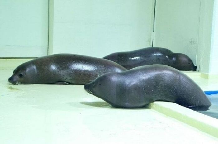 63 Funny Animals That Are The Main Characters (New Pics)