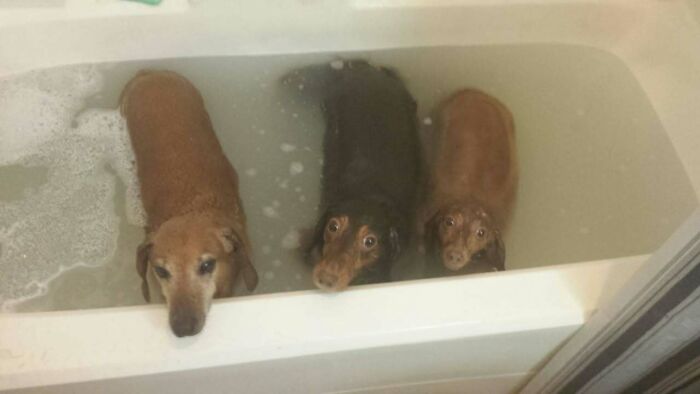 63 Funny Animals That Are The Main Characters (New Pics)