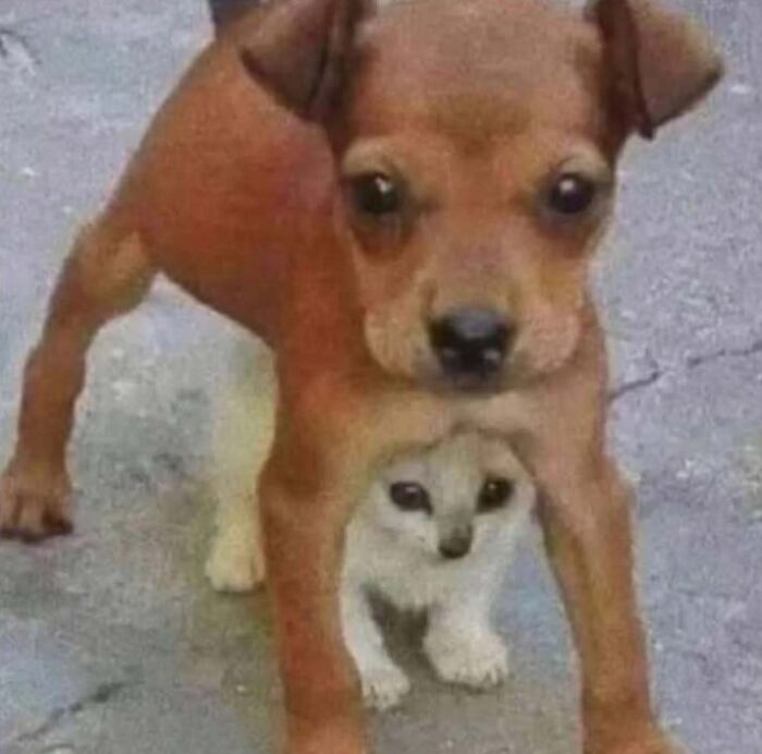 63 Funny Animals That Are The Main Characters (New Pics)