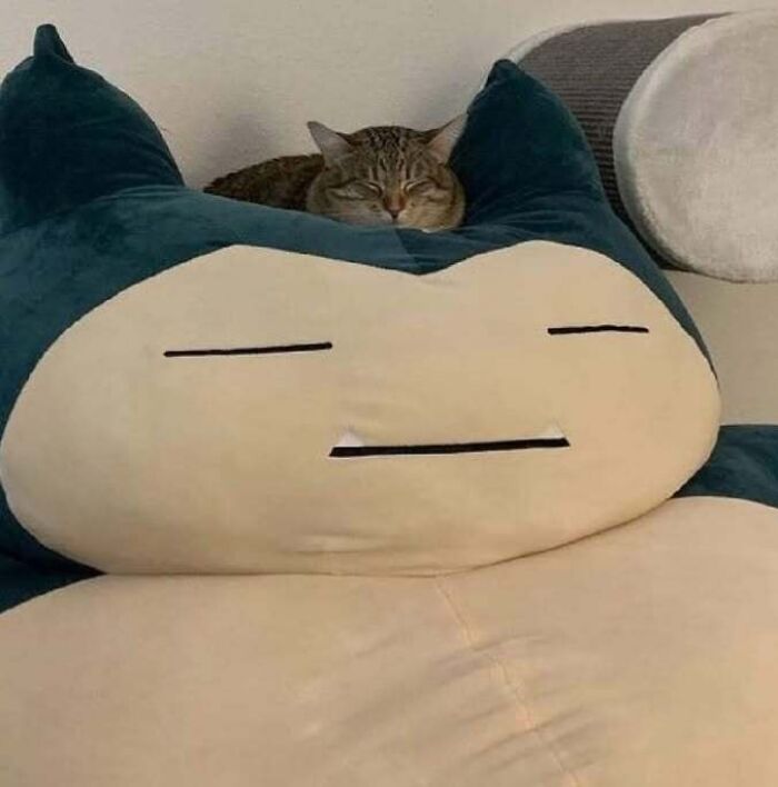 63 Funny Animals That Are The Main Characters (New Pics)