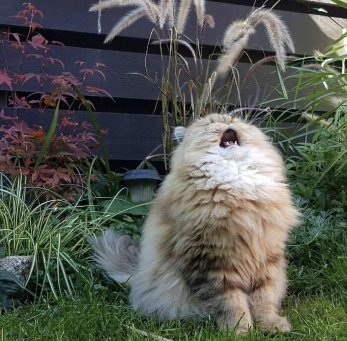 63 Funny Animals That Are The Main Characters (New Pics)