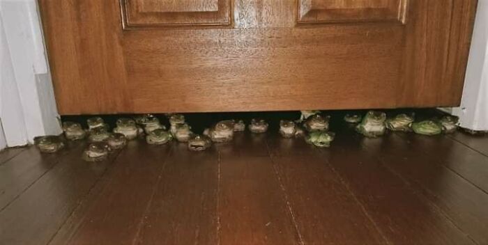 63 Funny Animals That Are The Main Characters (New Pics)