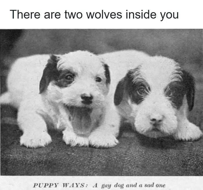 63 Funny Animals That Are The Main Characters (New Pics)