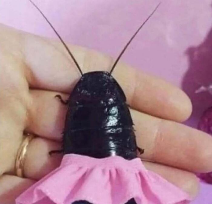 63 Funny Animals That Are The Main Characters (New Pics)