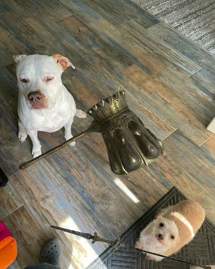 63 Funny Animals That Are The Main Characters (New Pics)