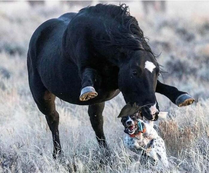 63 Funny Animals That Are The Main Characters (New Pics)