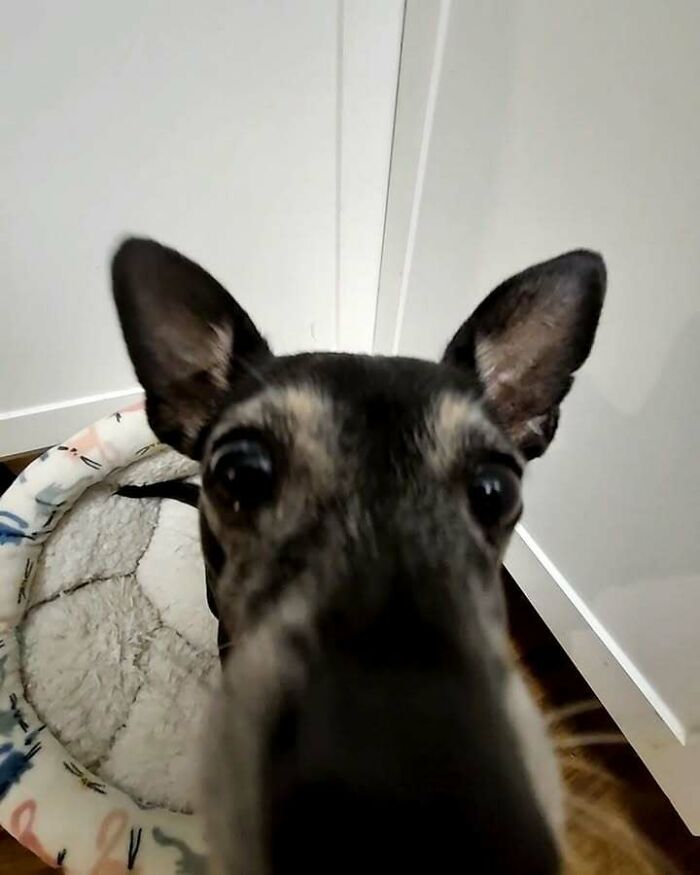 63 Funny Animals That Are The Main Characters (New Pics)