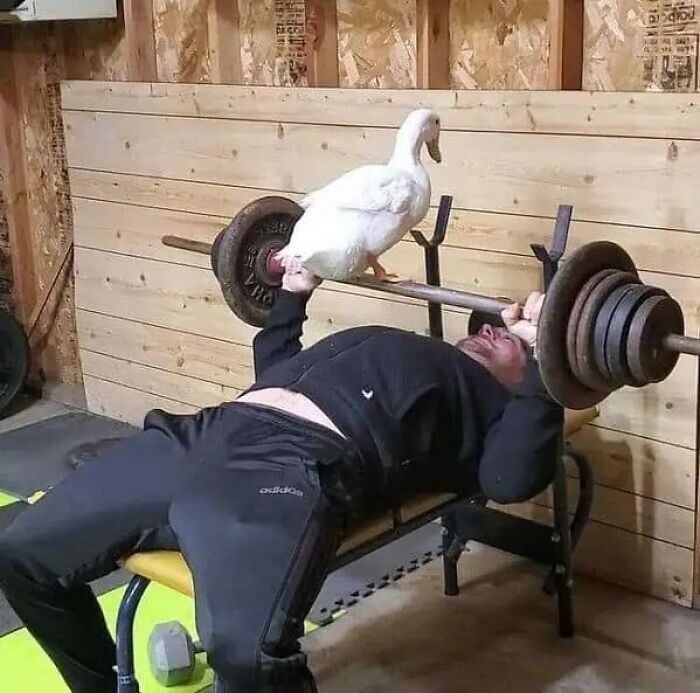 63 Funny Animals That Are The Main Characters (New Pics)