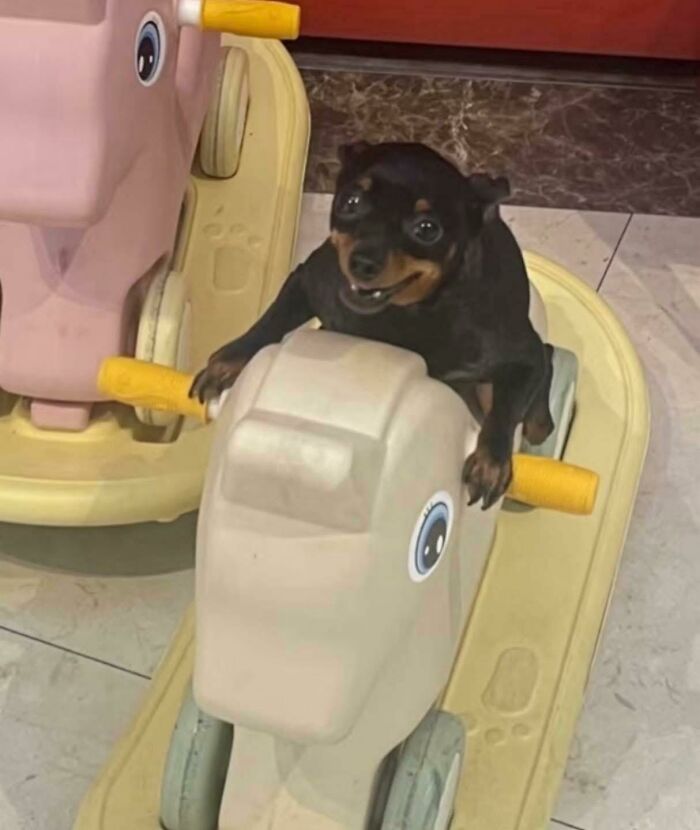 63 Funny Animals That Are The Main Characters (New Pics)